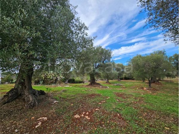 casa indipendente in vendita a Carovigno