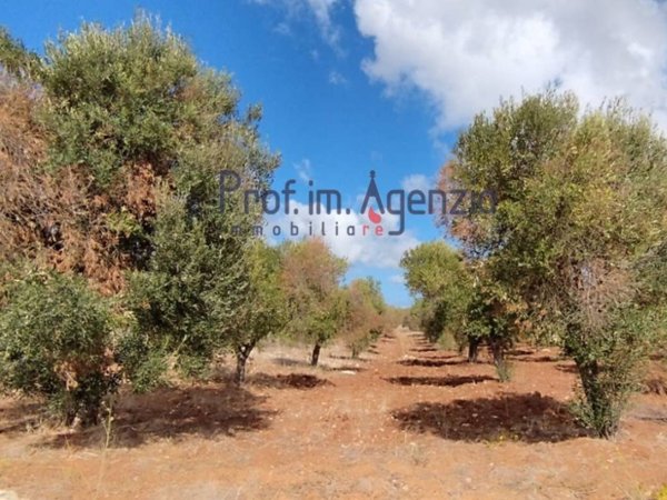 terreno agricolo in vendita a Carovigno
