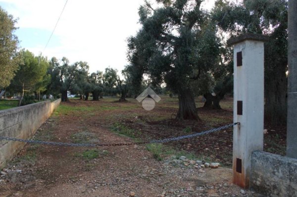 terreno agricolo in vendita a Carovigno