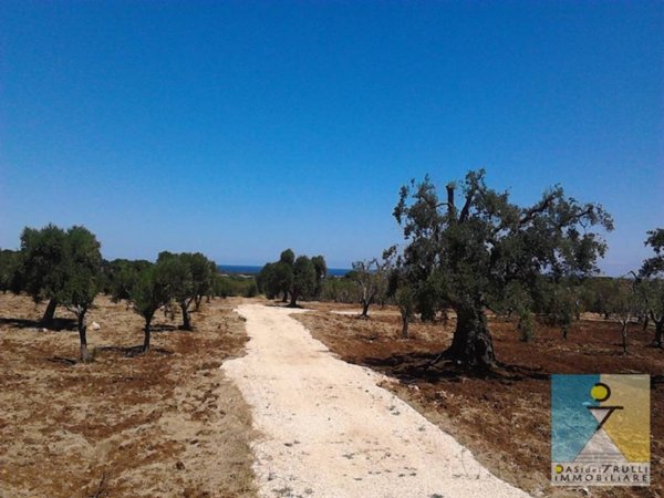 terreno agricolo in vendita a Carovigno