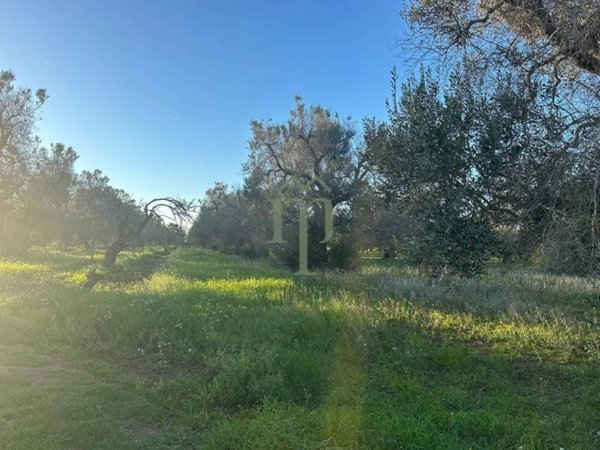 terreno agricolo in vendita a Carovigno