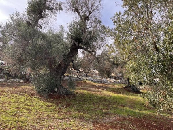 terreno agricolo in vendita a Carovigno