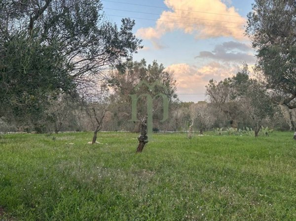 terreno agricolo in vendita a Carovigno