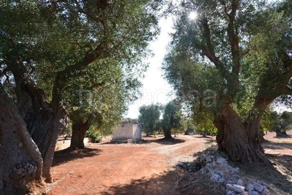 casa indipendente in vendita a Carovigno
