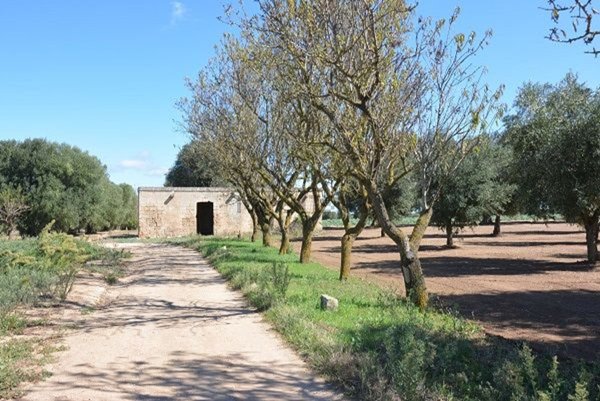 appartamento in vendita a Carovigno