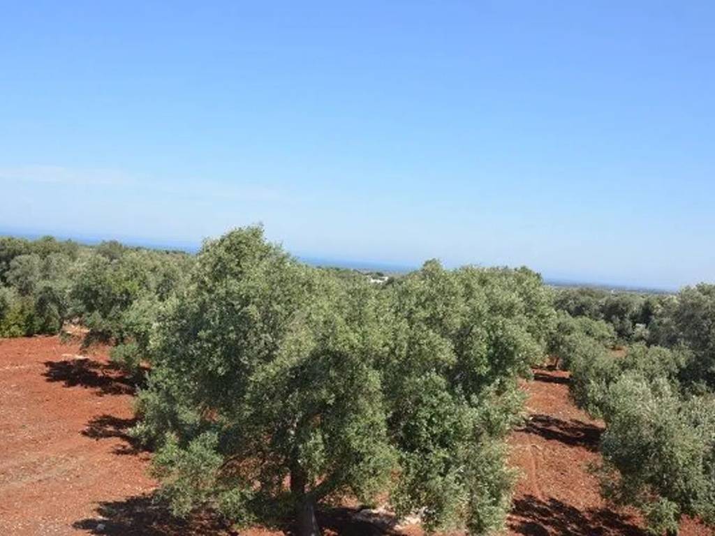 terreno agricolo in vendita a Carovigno
