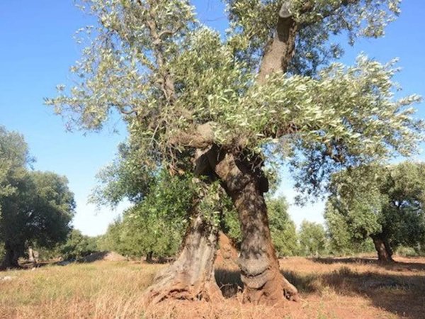 terreno agricolo in vendita a Carovigno