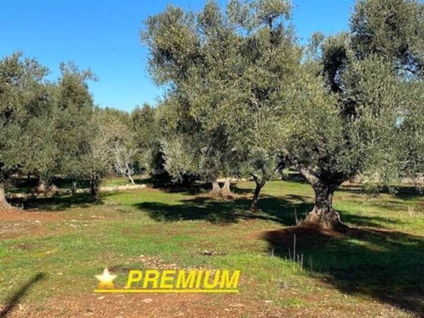 terreno agricolo in vendita a Carovigno