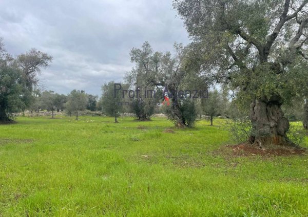 casa indipendente in vendita a Carovigno