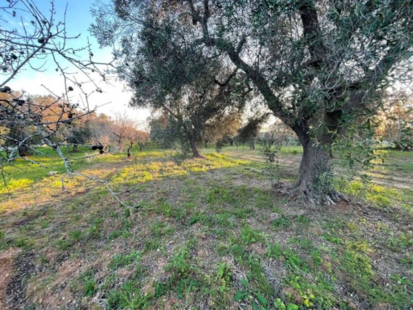 terreno agricolo in vendita a Carovigno