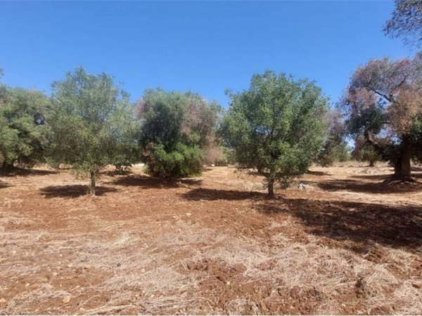 terreno agricolo in vendita a Carovigno