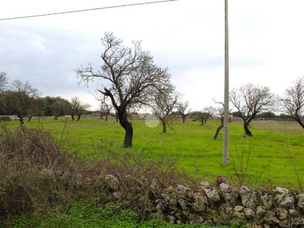 terreno agricolo in vendita a Carovigno