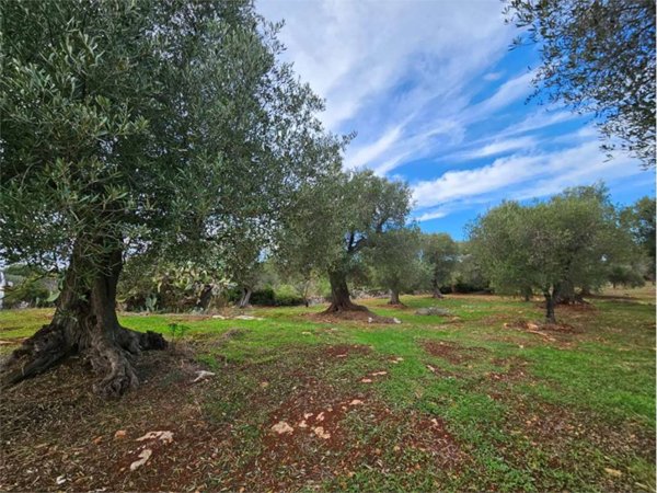 terreno agricolo in vendita a Carovigno