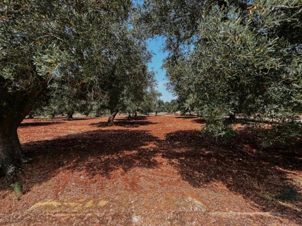 casa indipendente in vendita a Carovigno