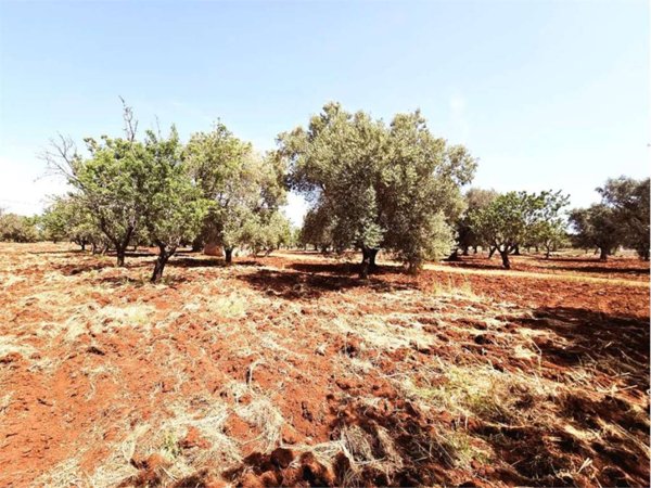 casa indipendente in vendita a Carovigno