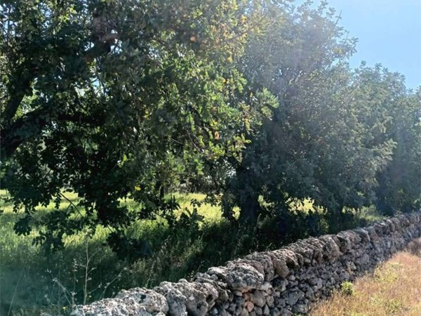 terreno agricolo in vendita a Carovigno