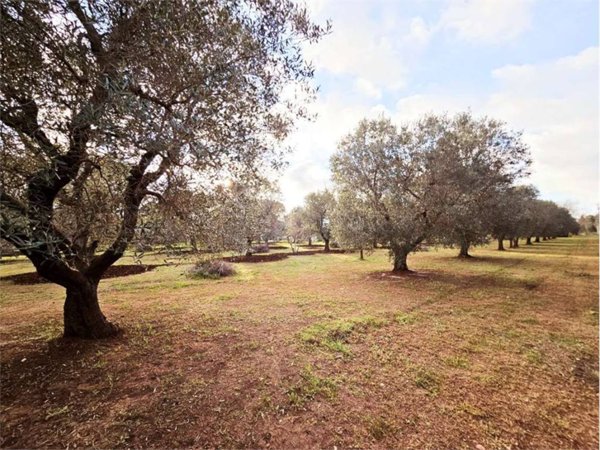 terreno agricolo in vendita a Carovigno