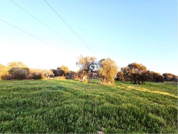terreno agricolo in vendita a Carovigno