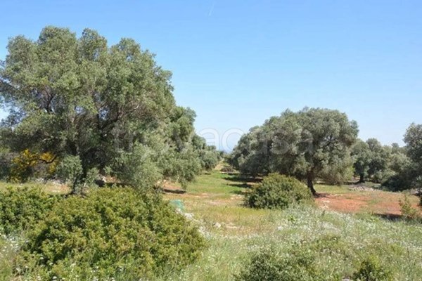 terreno agricolo in vendita a Carovigno in zona Serranova