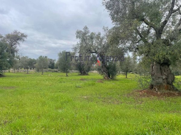terreno agricolo in vendita a Carovigno