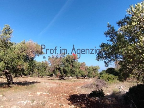 terreno agricolo in vendita a Carovigno