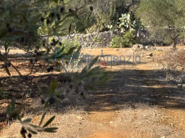terreno agricolo in vendita a Carovigno