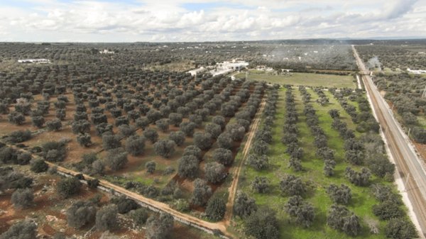 casa indipendente in vendita a Carovigno