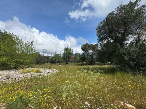 terreno agricolo in vendita a Carovigno