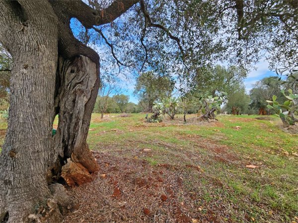 casa indipendente in vendita a Carovigno