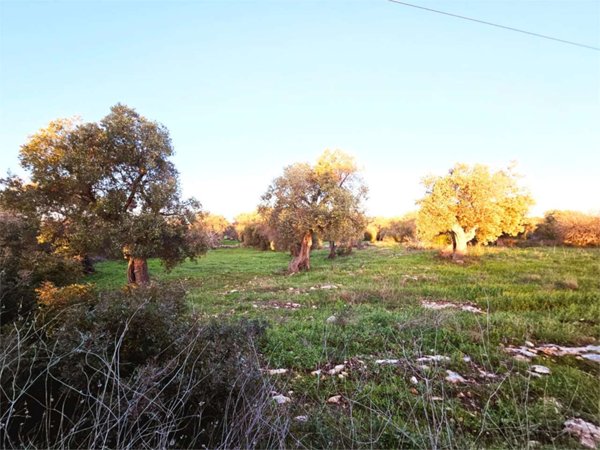 casa indipendente in vendita a Carovigno