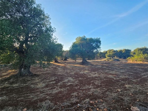 casa indipendente in vendita a Carovigno