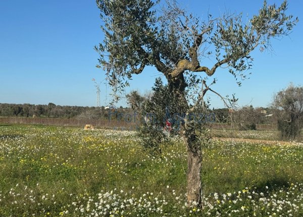 casa indipendente in vendita a Carovigno in zona Serranova