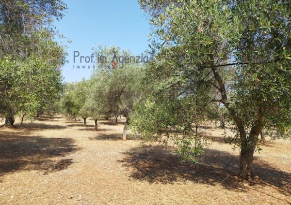 negozio in vendita a Carovigno