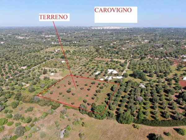 casa indipendente in vendita a Carovigno