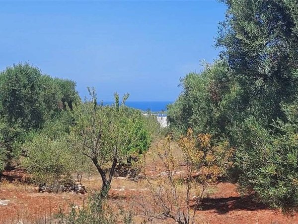 terreno agricolo in vendita a Carovigno