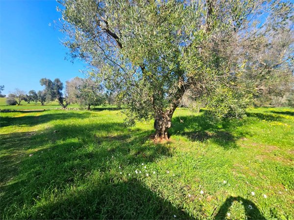 casa indipendente in vendita a Carovigno in zona Serranova
