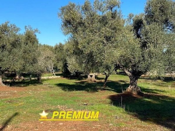 terreno agricolo in vendita a Carovigno