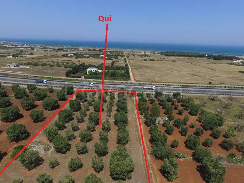 terreno agricolo in vendita a Carovigno