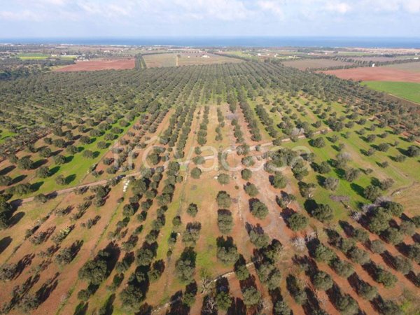 terreno agricolo in vendita a Carovigno