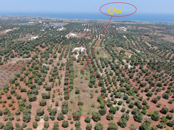 terreno agricolo in vendita a Carovigno