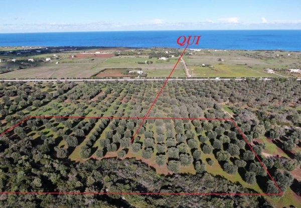 terreno agricolo in vendita a Carovigno