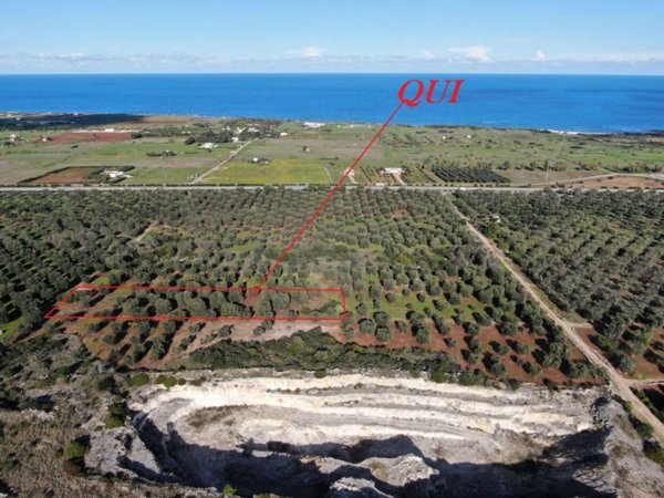 terreno agricolo in vendita a Carovigno