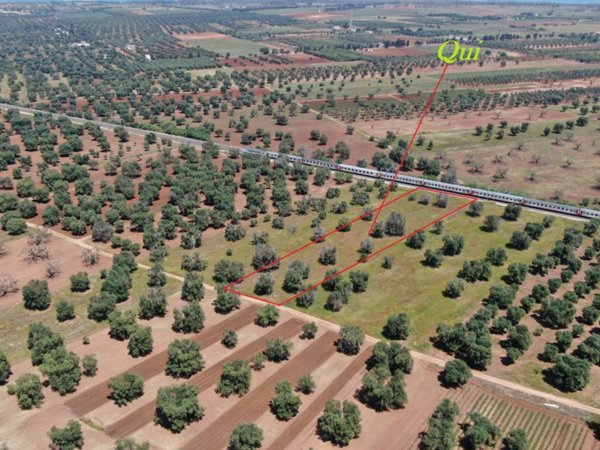 terreno agricolo in vendita a Carovigno in zona Serranova
