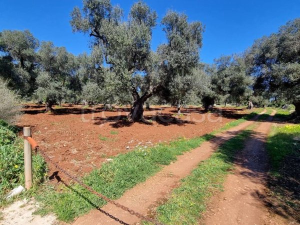 casa indipendente in vendita a Carovigno
