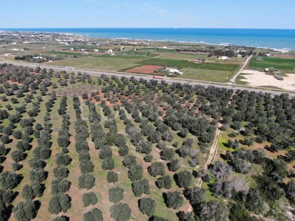 terreno agricolo in vendita a Carovigno
