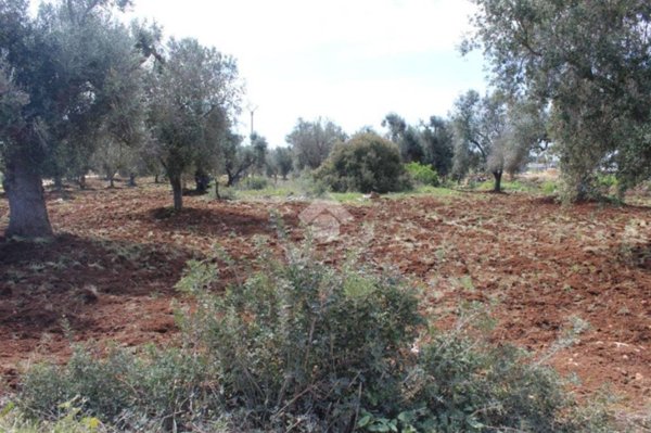 terreno agricolo in vendita a Carovigno