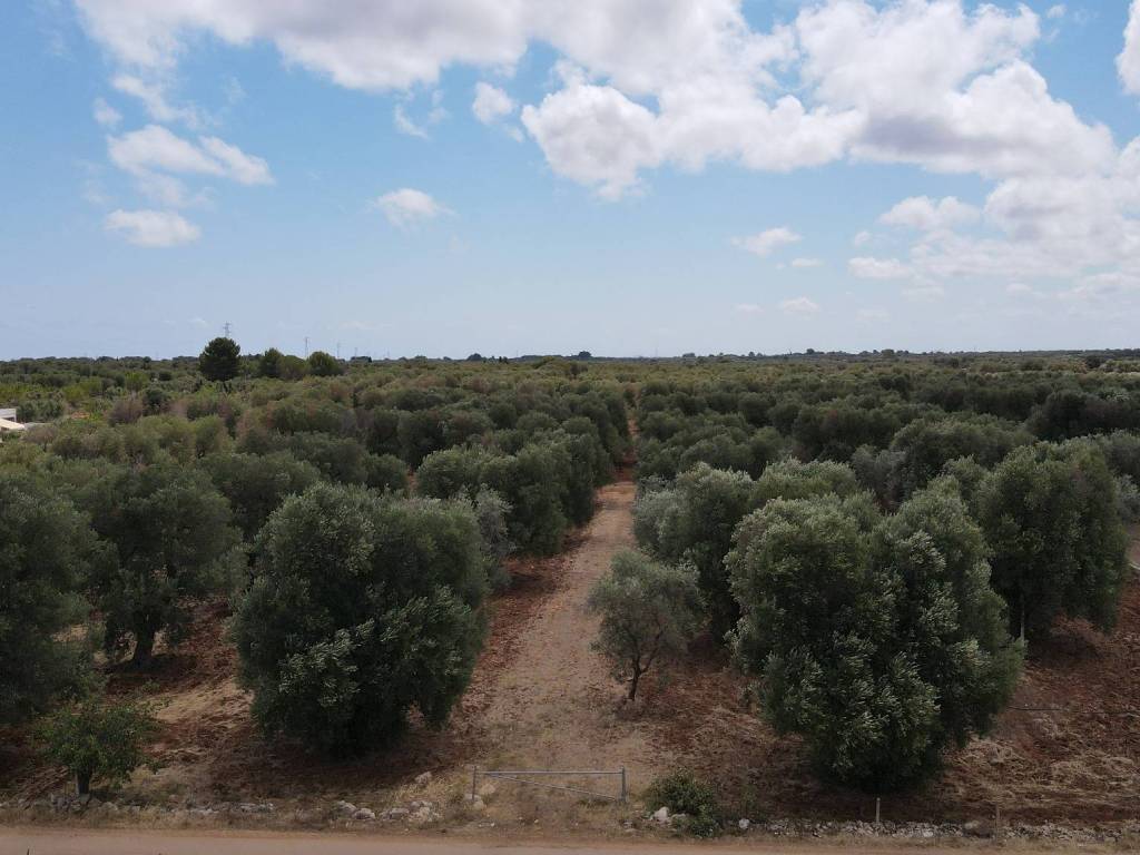 terreno agricolo in vendita a Carovigno