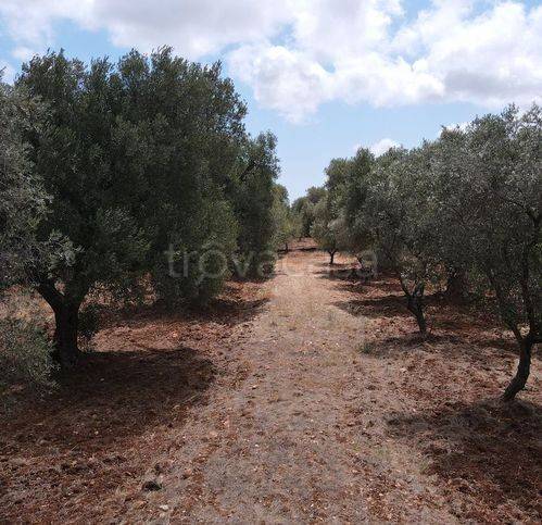 terreno agricolo in vendita a Carovigno in zona Torre Santa Sabina