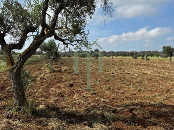 terreno agricolo in vendita a Carovigno in zona Serranova