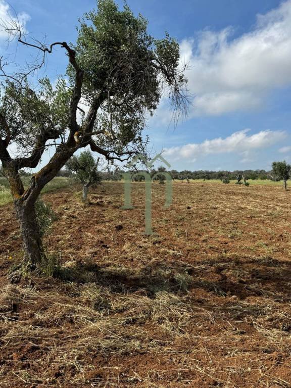 terreno agricolo in vendita a Carovigno in zona Serranova